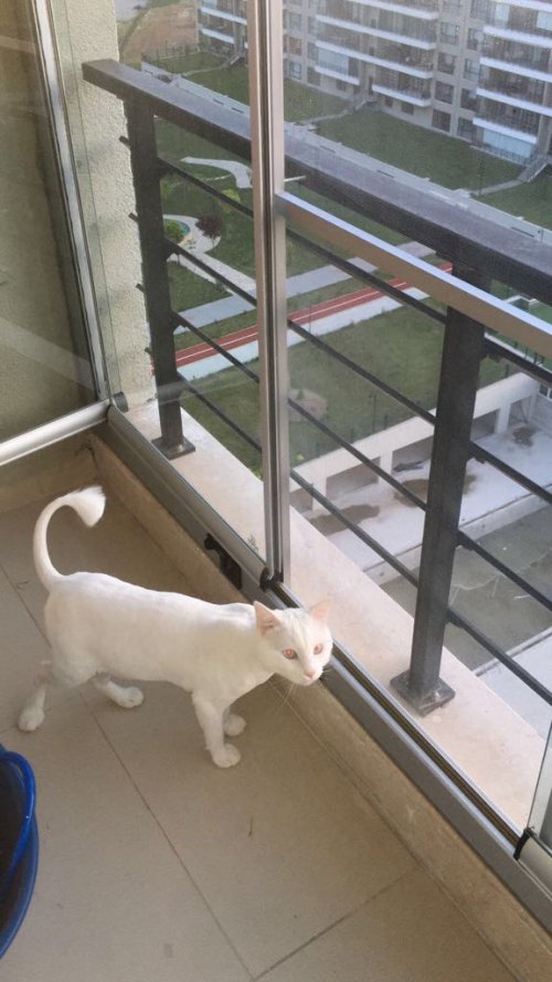 Cam Balkon Sinekliği