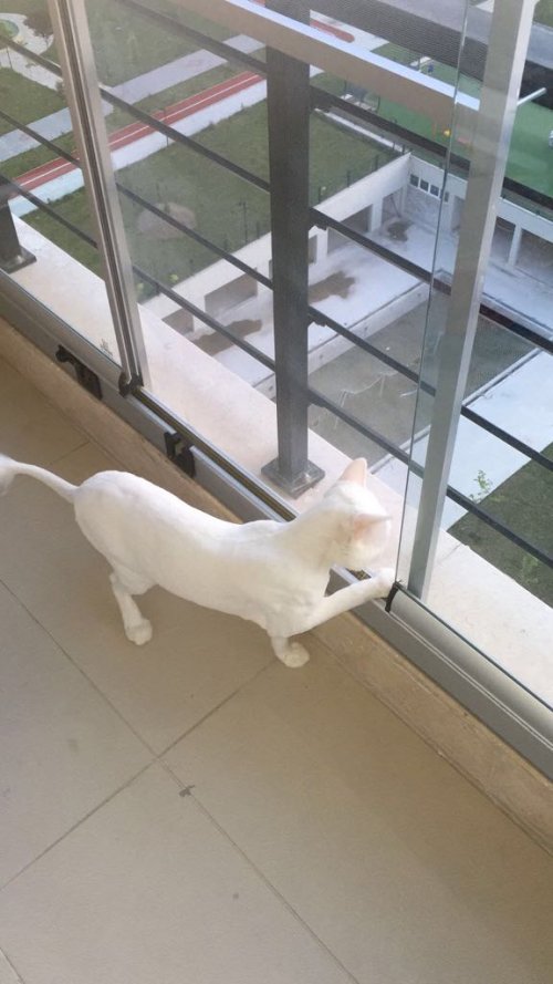 Cam Balkon Sinekliği