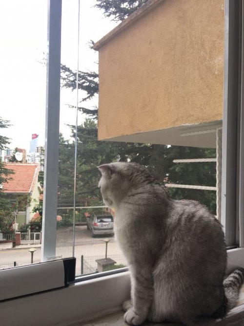 Cam Balkon Sinekliği
