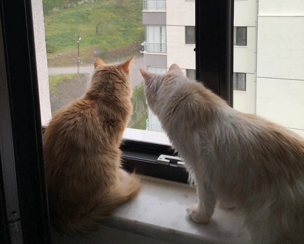 Kapı Kedi Sinekliği