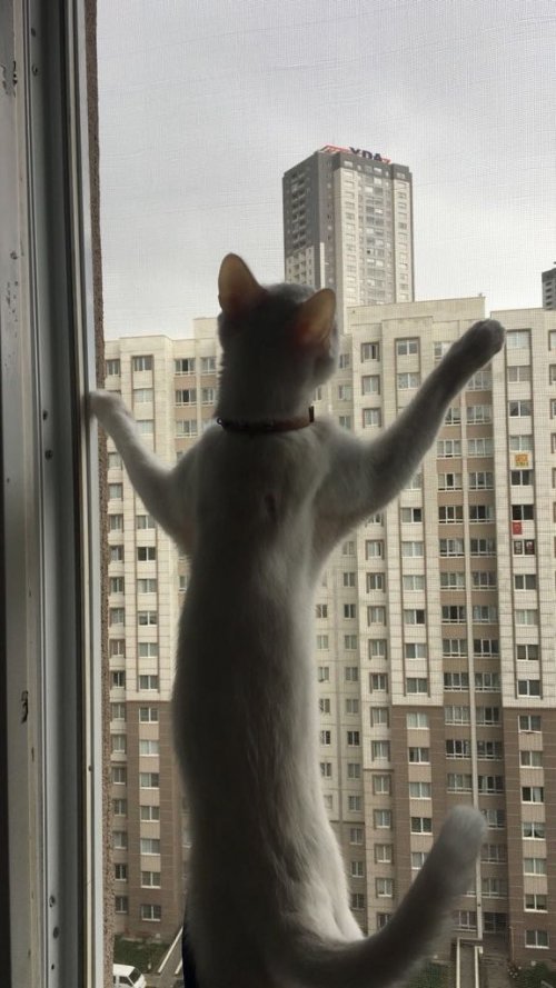 Pencere Kedi Sinekliği