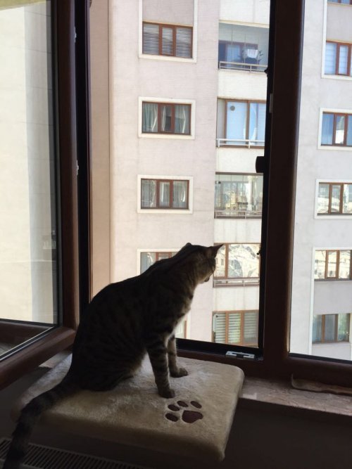 Pencere Kedi Sinekliği
