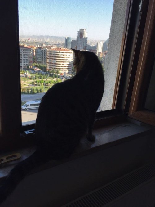 Pencere Kedi Sinekliği
