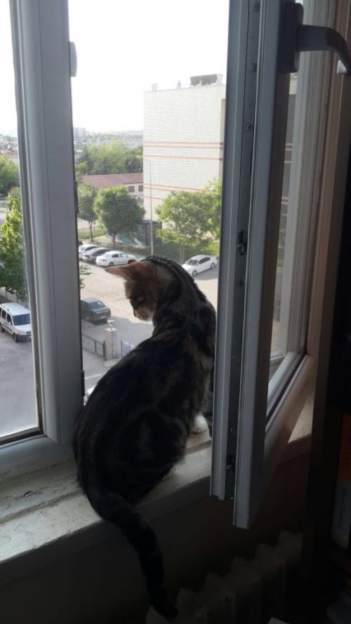 Pencere Kedi Sinekliği