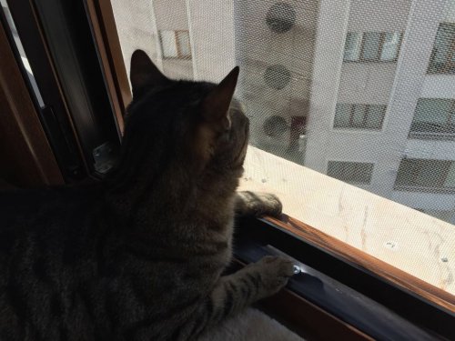 Pencere Kedi Sinekliği