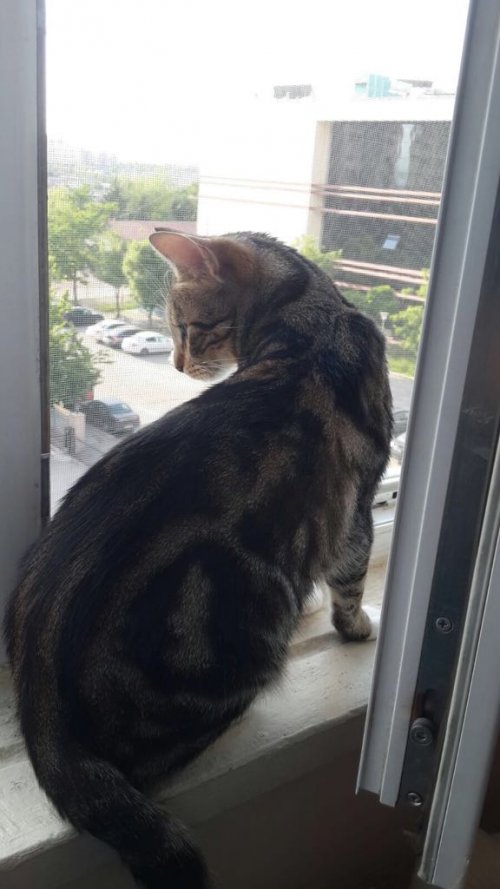 Pencere Kedi Sinekliği