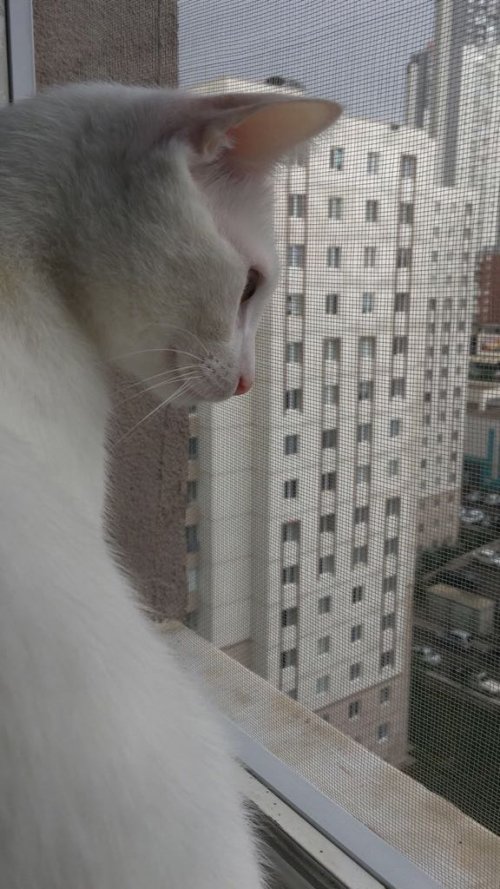 Pencere Kedi Sinekliği